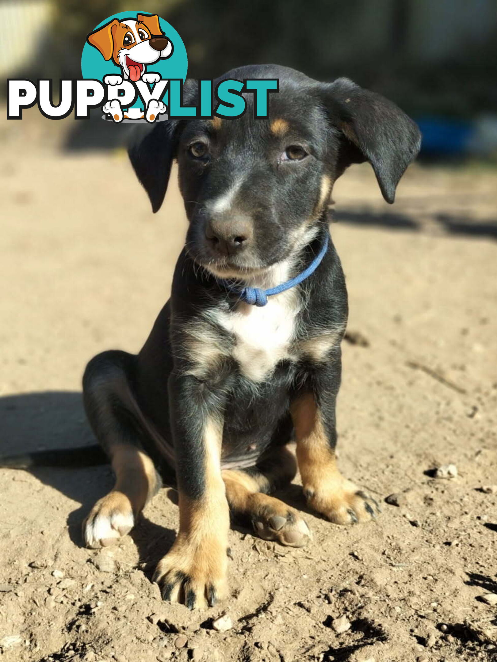 Kelpie x Border Collie Pups