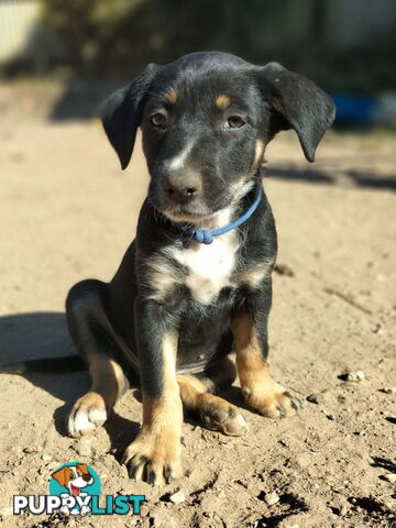 Kelpie x Border Collie Pups