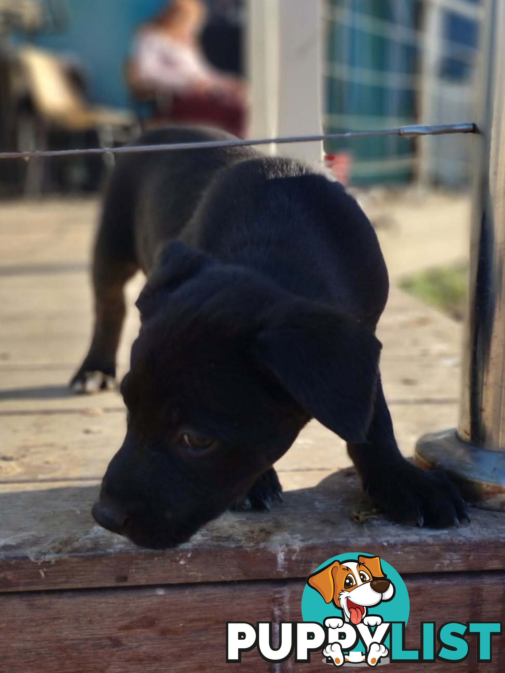 Kelpie x Border Collie Pups