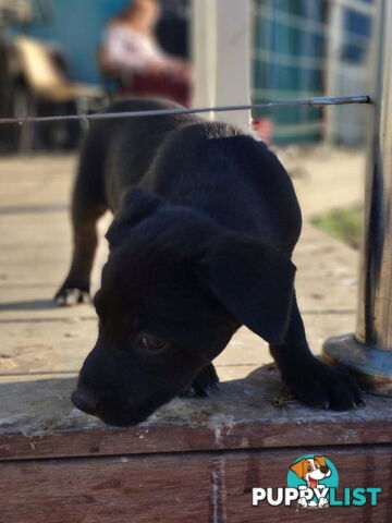 Kelpie x Border Collie Pups