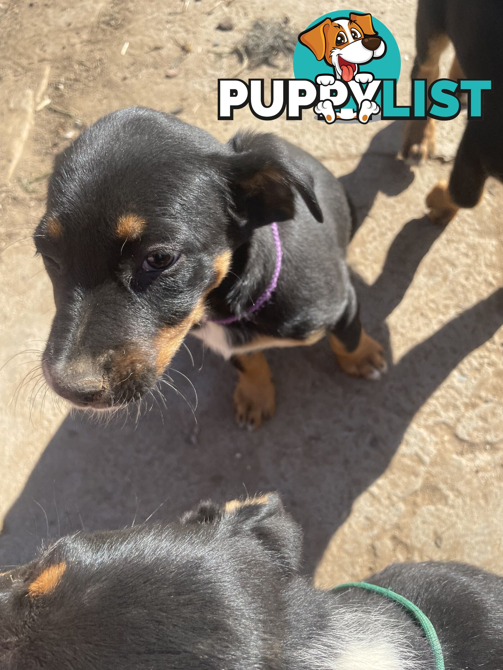 Kelpie x Border Collie Pups