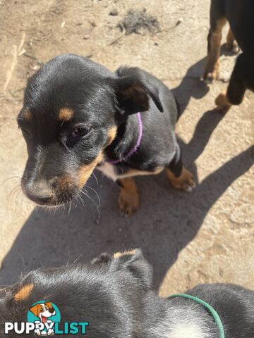 Kelpie x Border Collie Pups