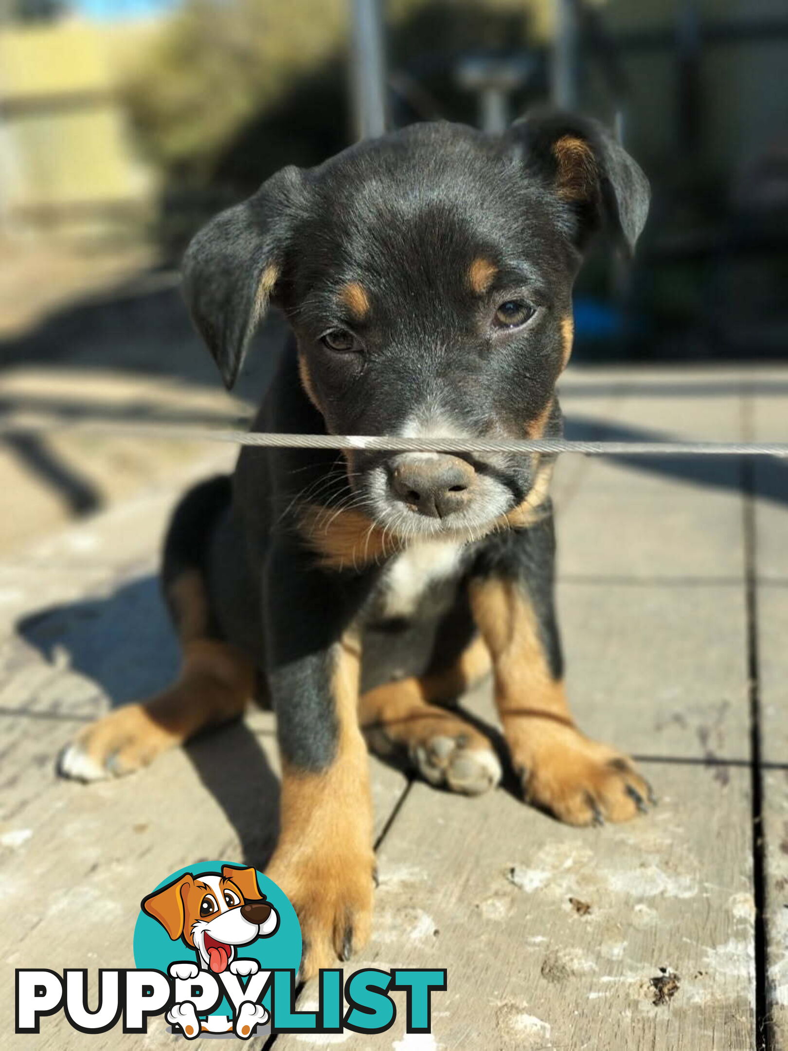 Kelpie x Border Collie Pups