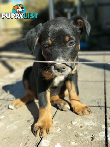 Kelpie x Border Collie Pups