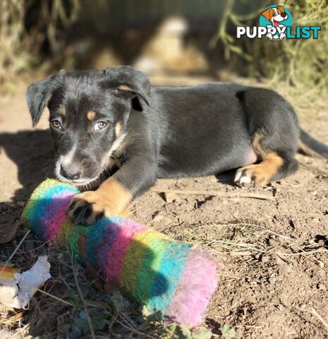 Kelpie x Border Collie Pups