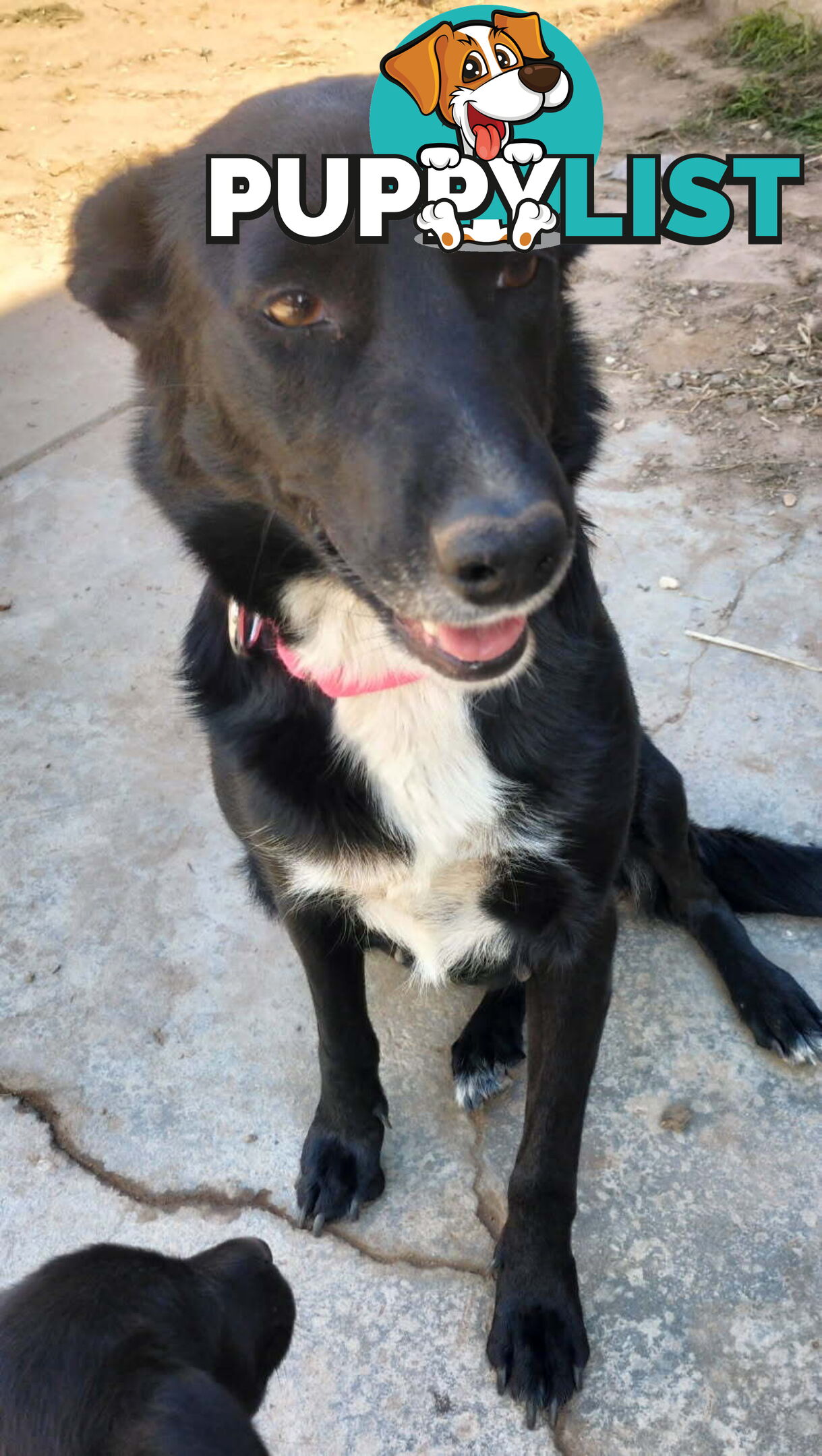 Kelpie x Border Collie Pups