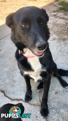Kelpie x Border Collie Pups