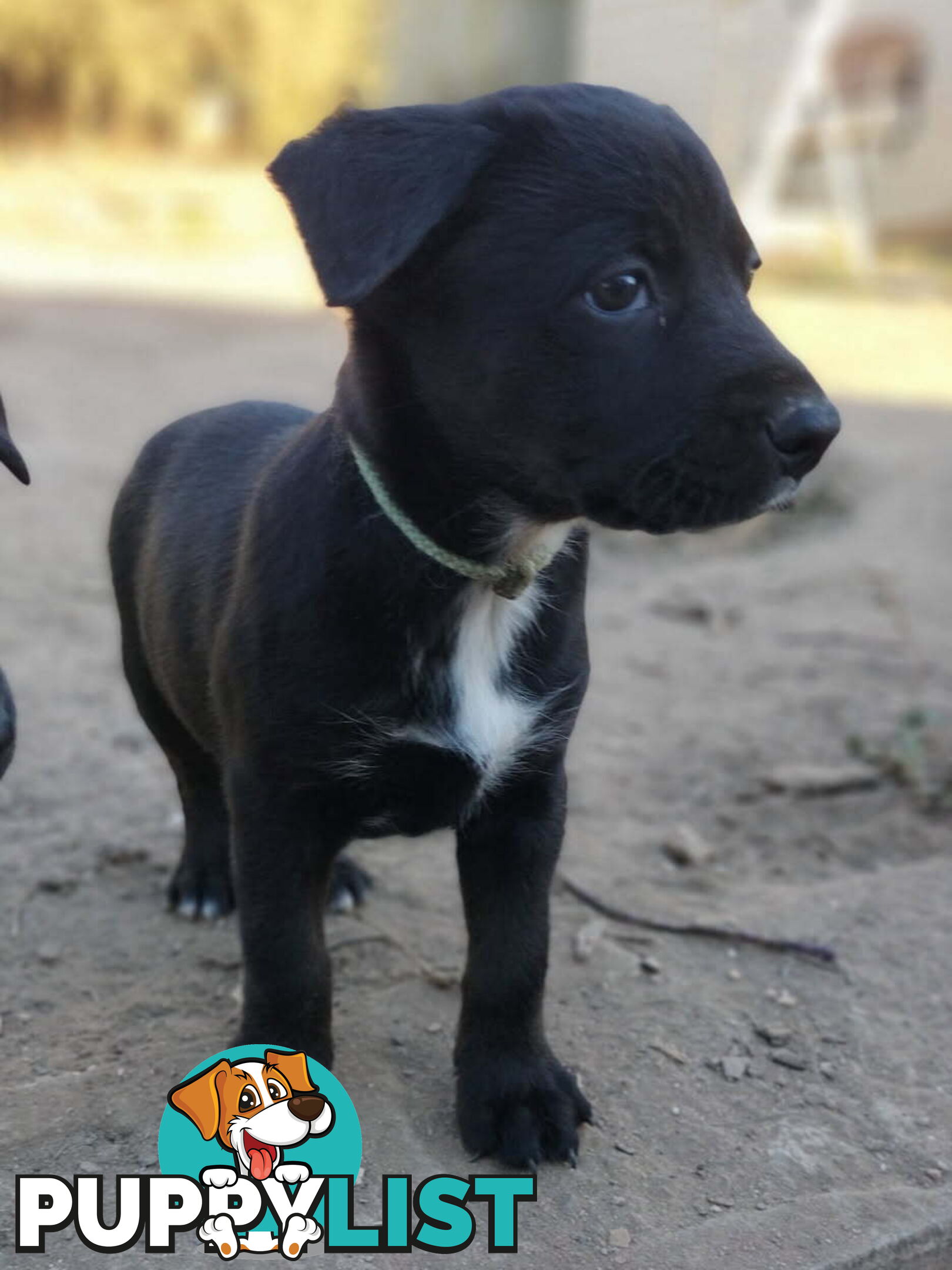 Kelpie x Border Collie Pups