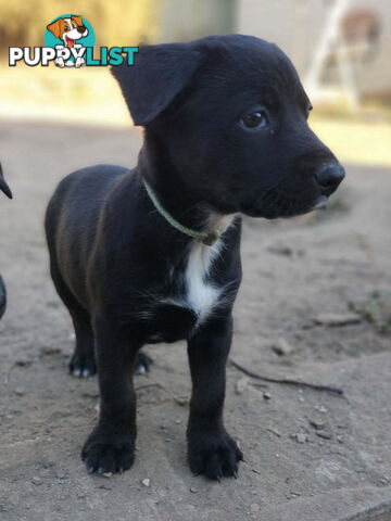 Kelpie x Border Collie Pups