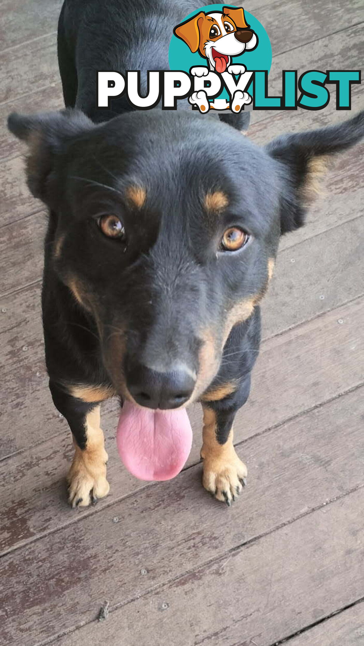 Kelpie x Border Collie Pups