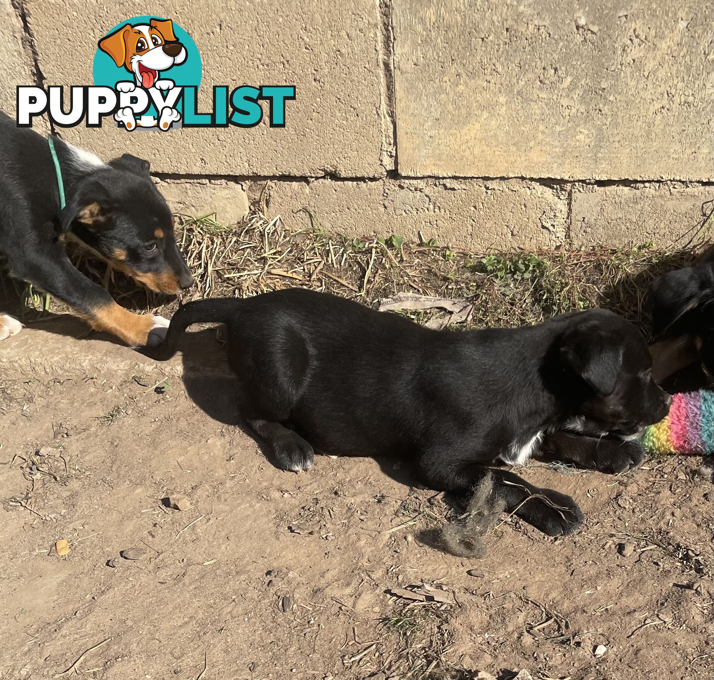Kelpie x Border Collie Pups