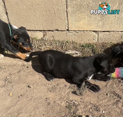 Kelpie x Border Collie Pups