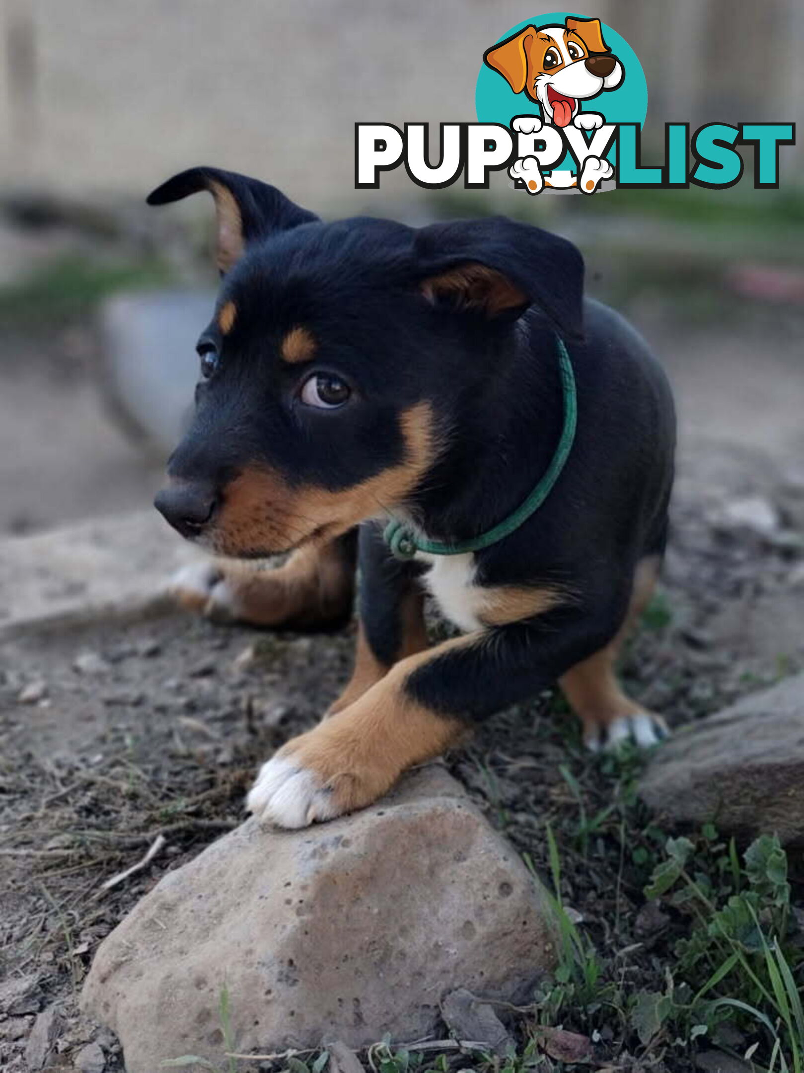 Kelpie x Border Collie Pups