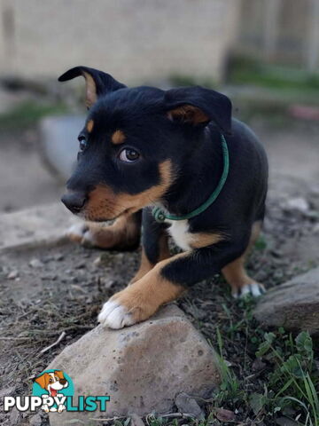 Kelpie x Border Collie Pups