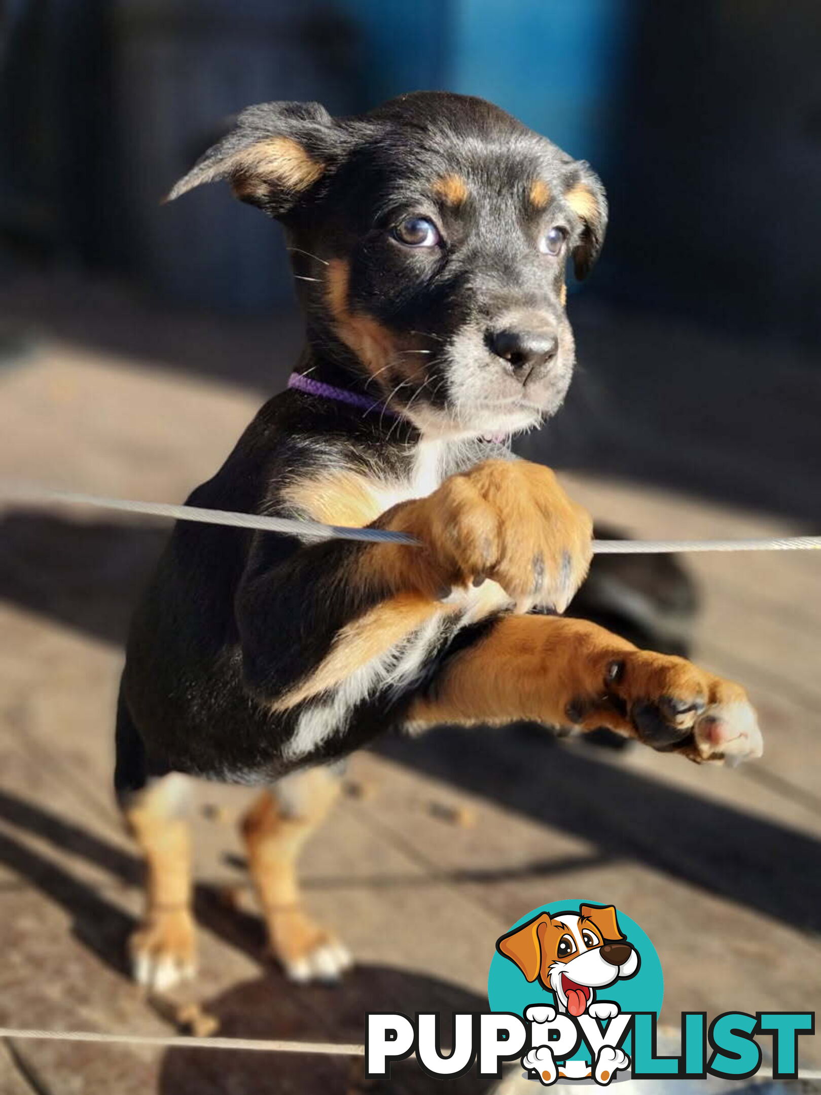 Kelpie x Border Collie Pups