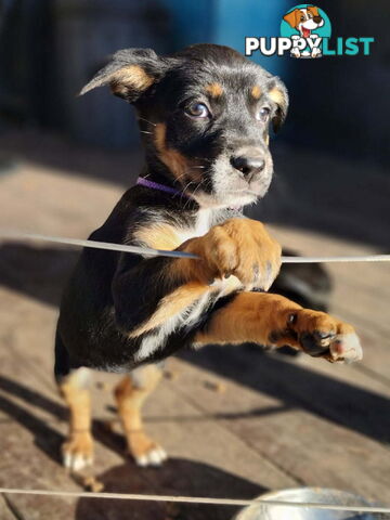 Kelpie x Border Collie Pups