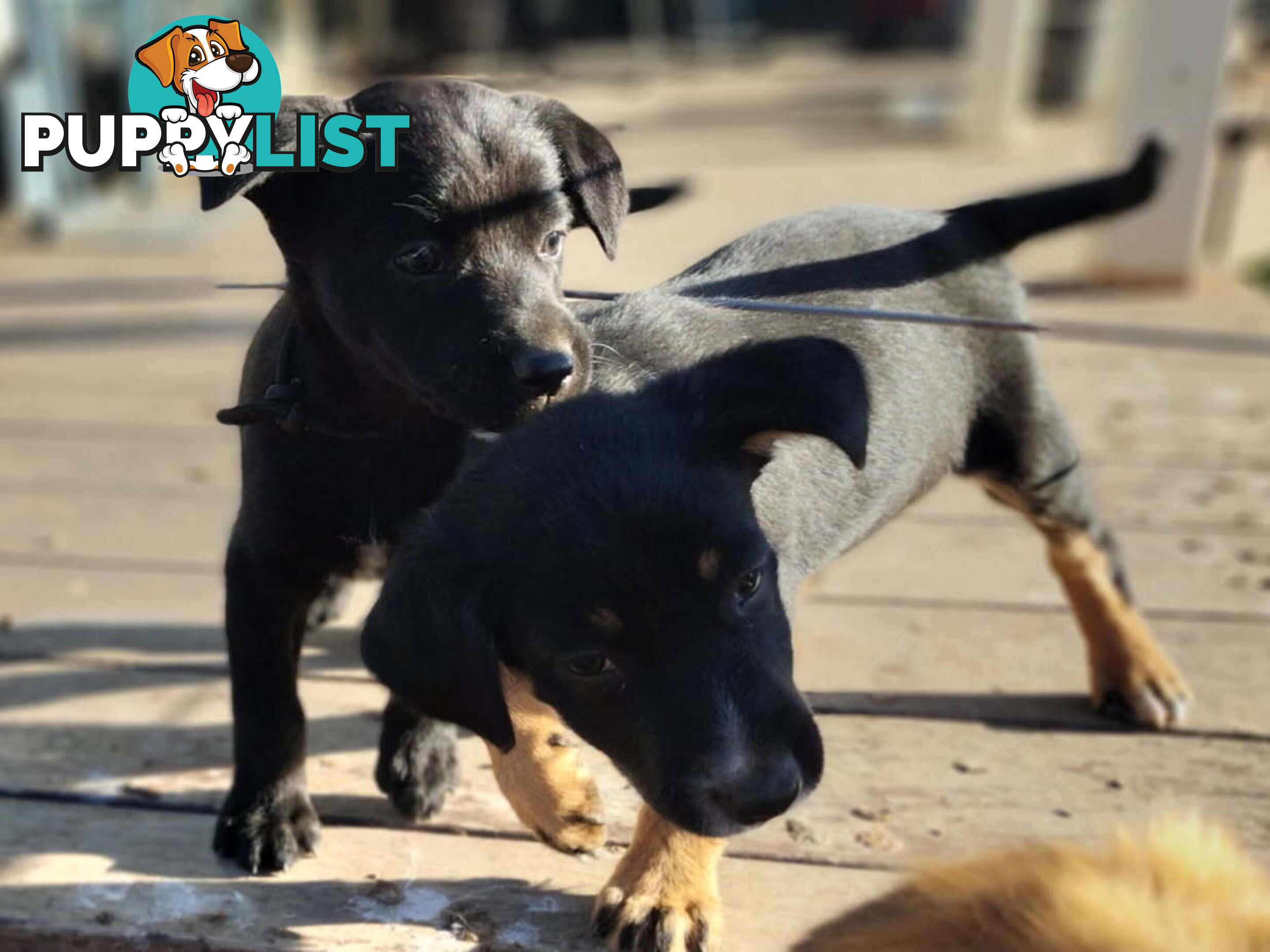 Kelpie x Border Collie Pups