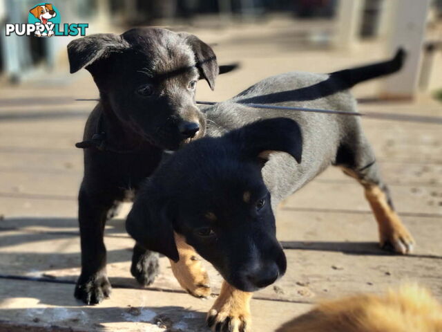 Kelpie x Border Collie Pups