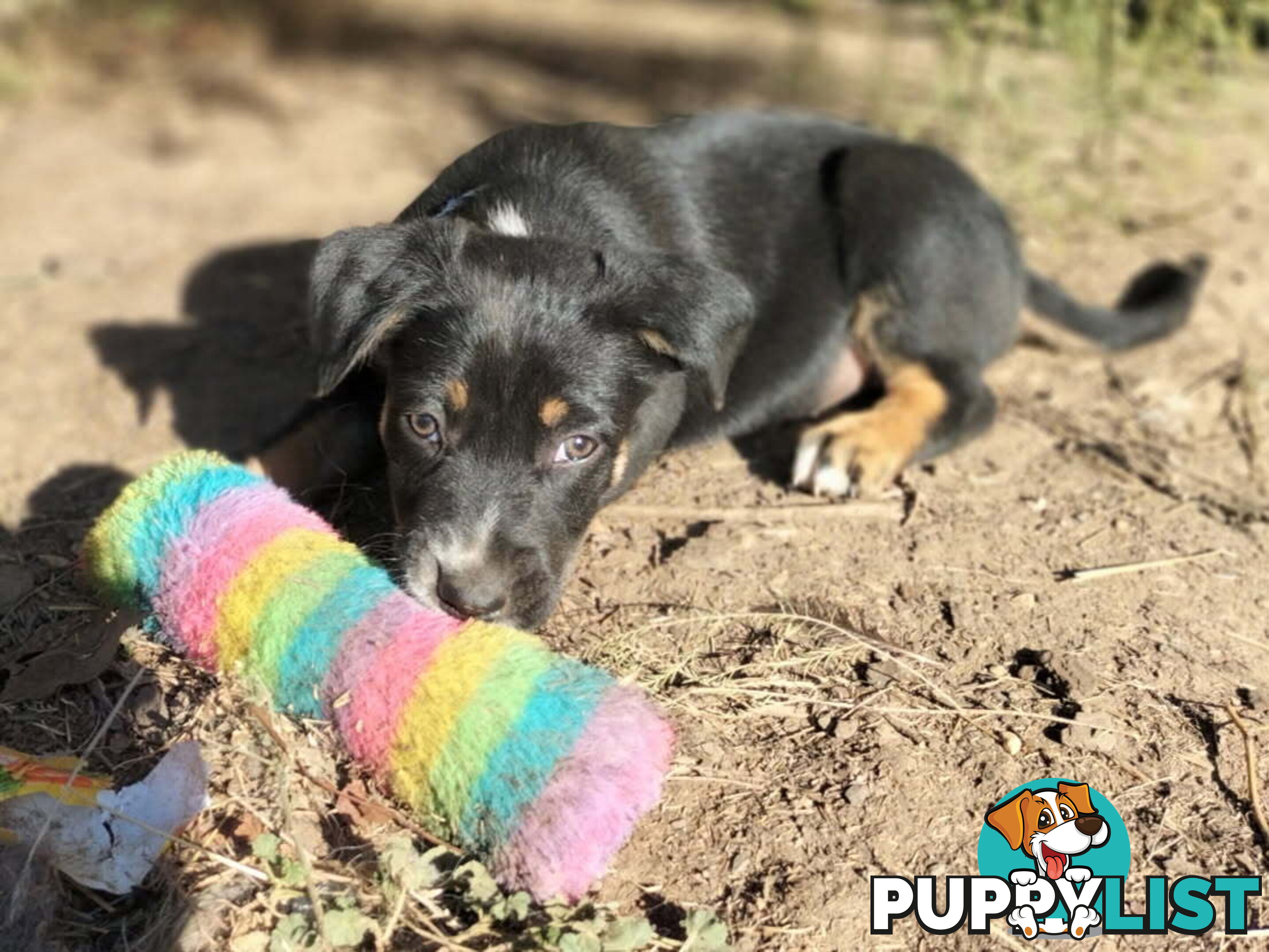 Kelpie x Border Collie Pups