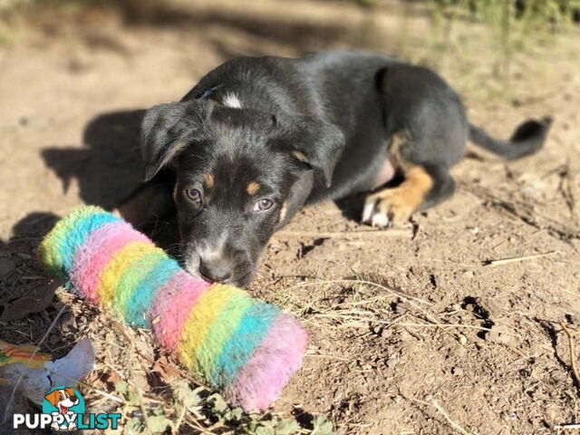 Kelpie x Border Collie Pups