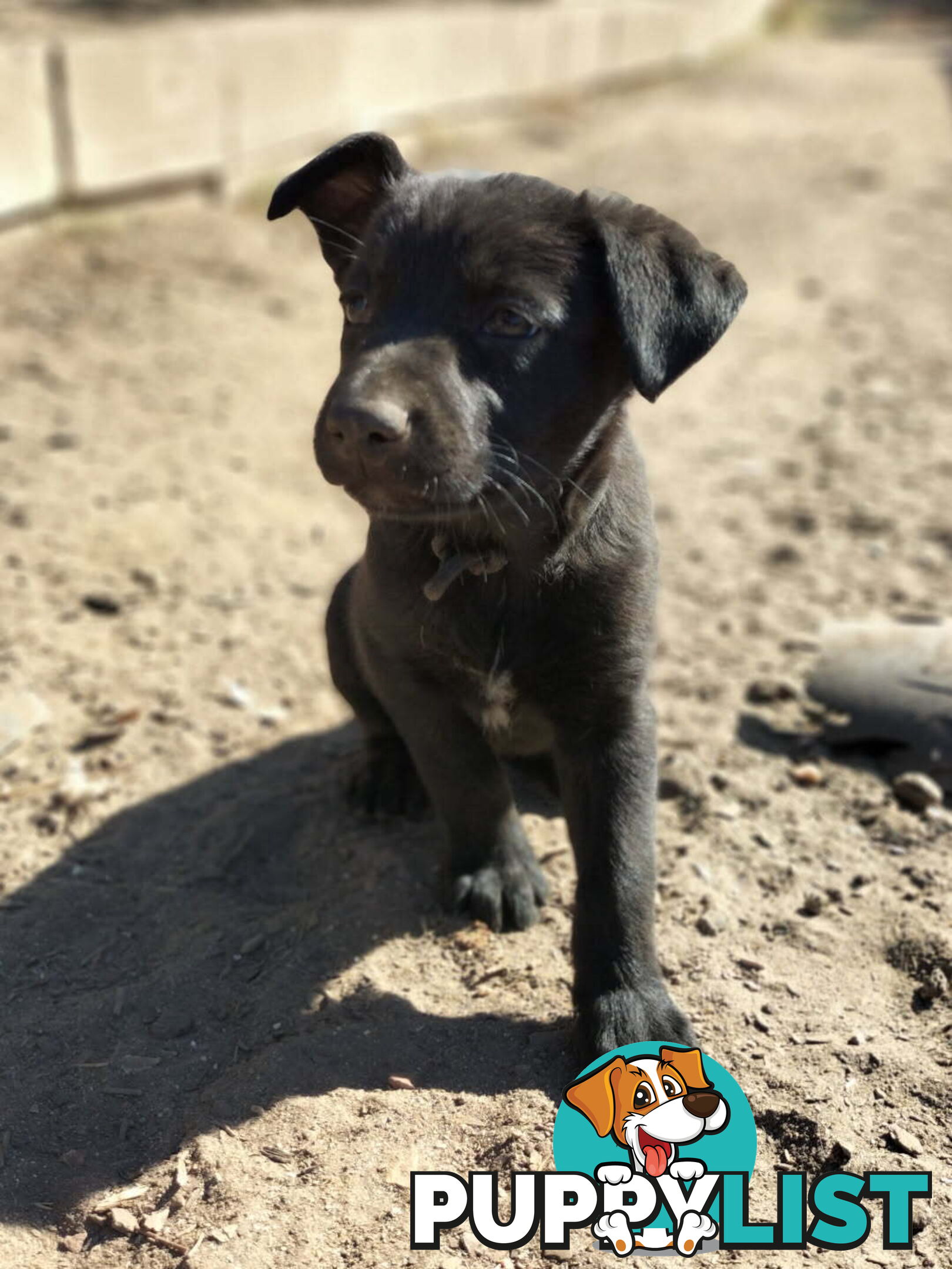 Kelpie x Border Collie Pups