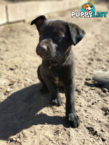 Kelpie x Border Collie Pups