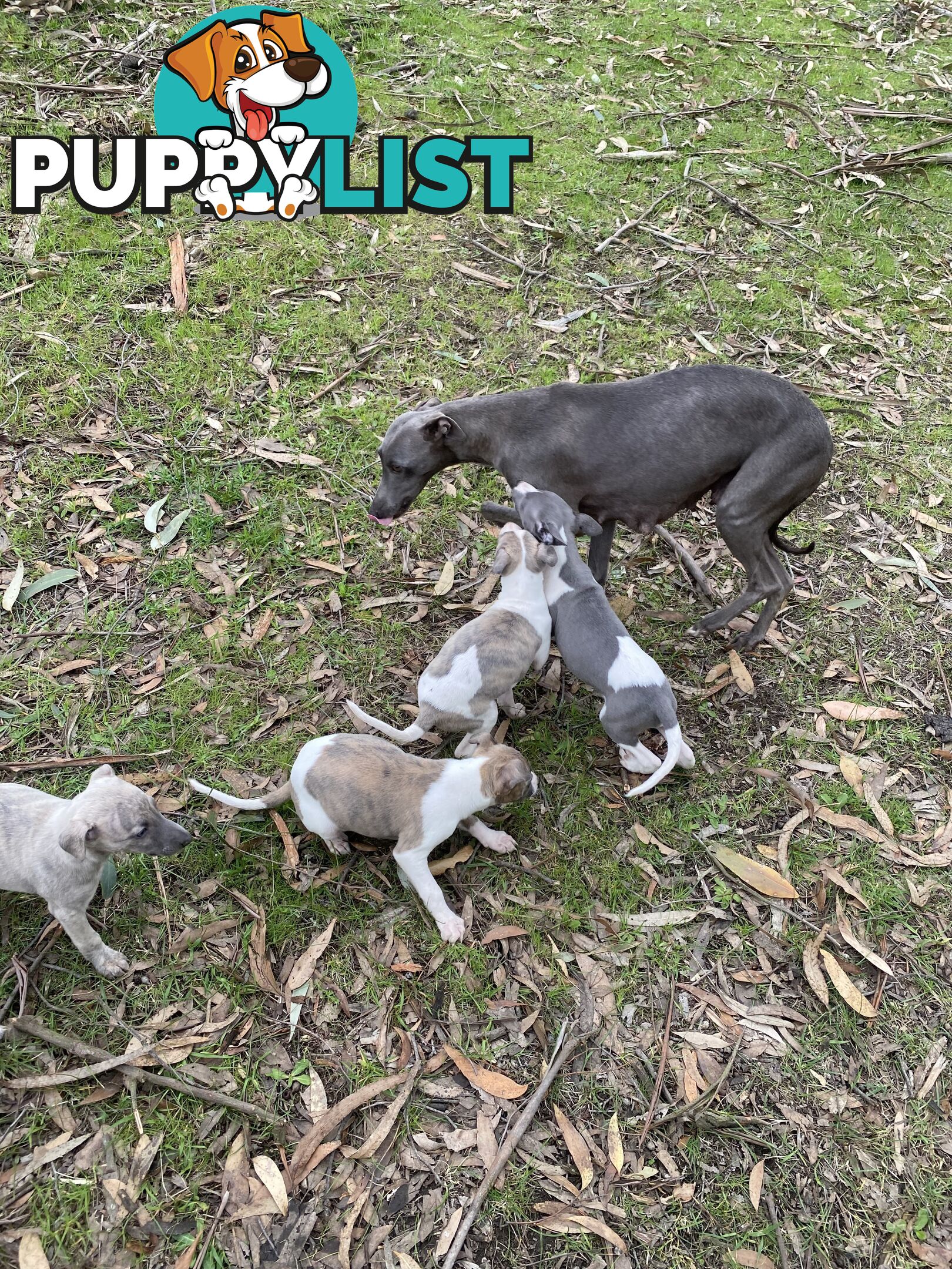 Whippet Puppies