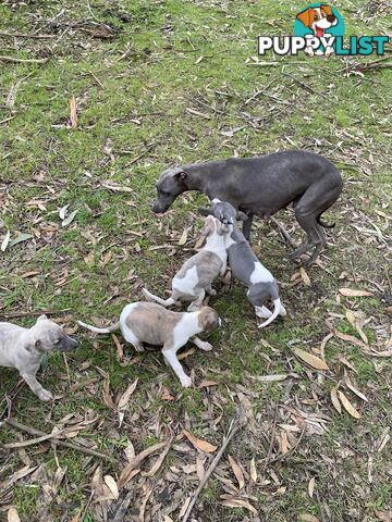 Whippet Puppies