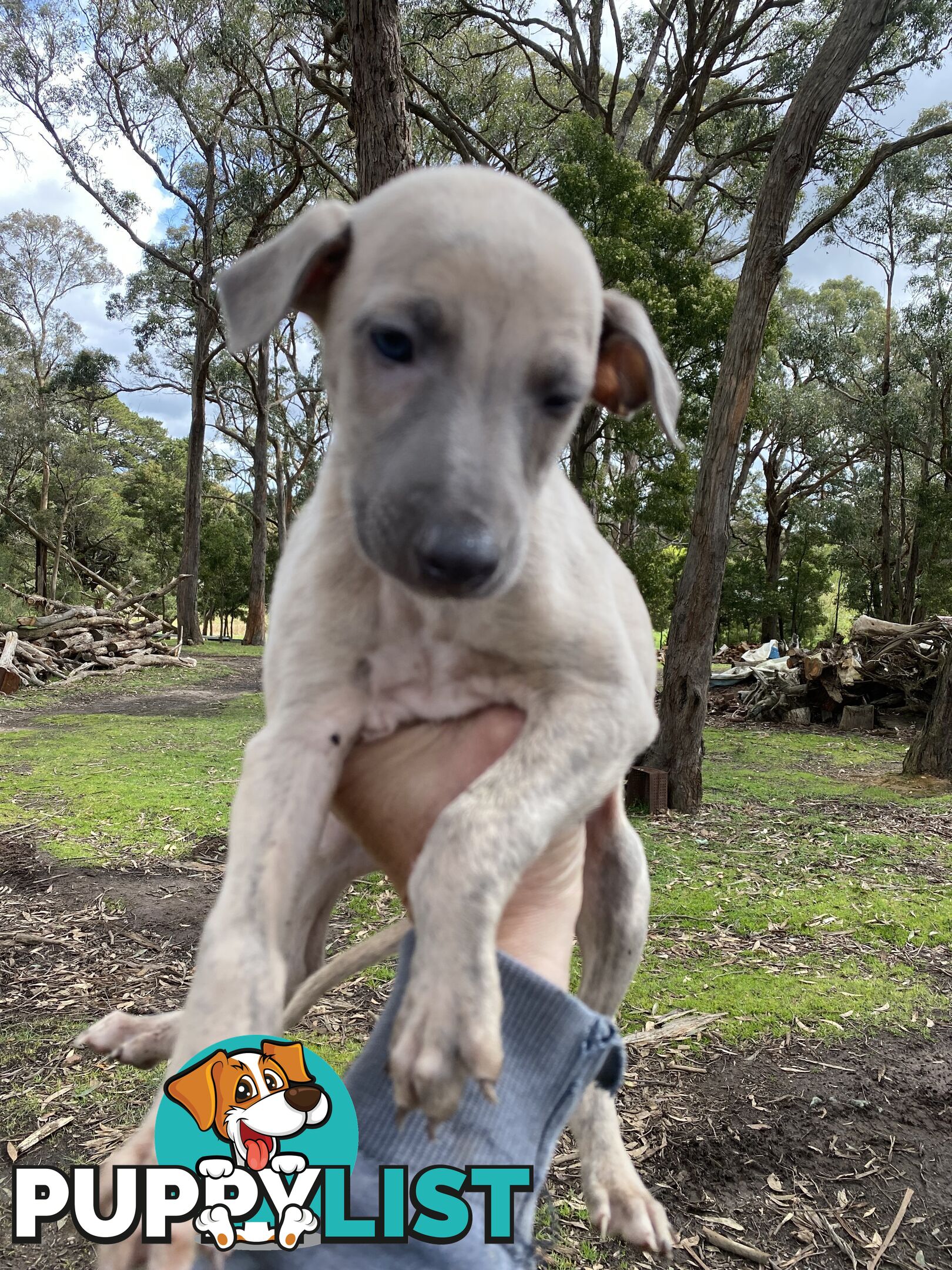 Whippet Puppies