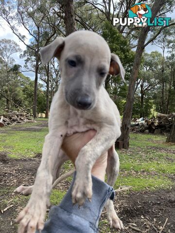 Whippet Puppies