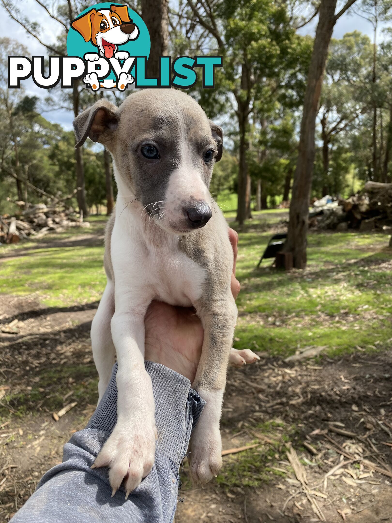 Whippet Puppies