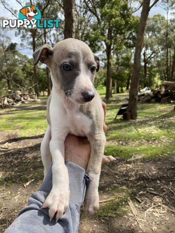 Whippet Puppies