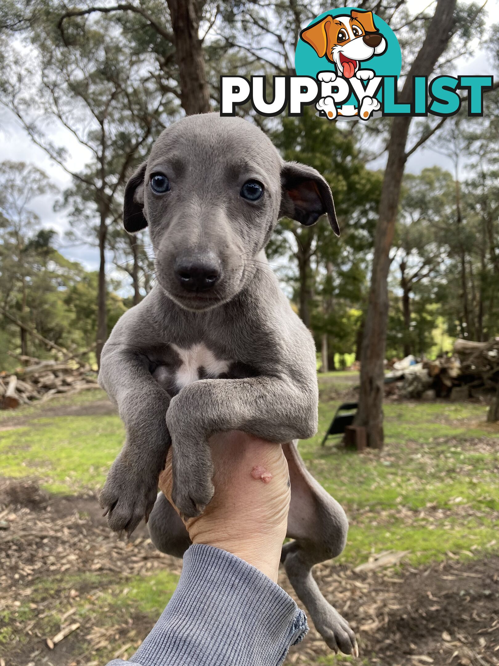 Whippet Puppies