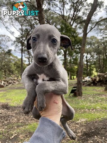 Whippet Puppies