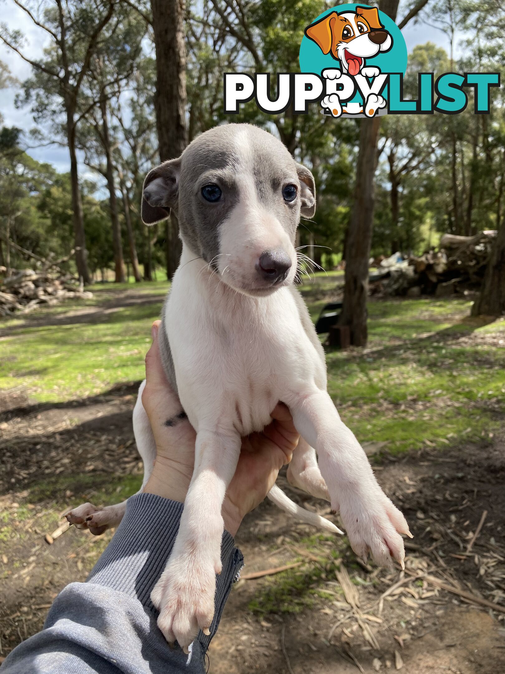 Whippet Puppies