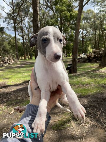 Whippet Puppies