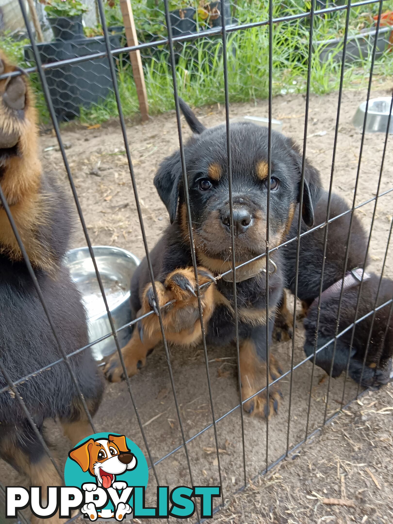 Rottweiler puppies