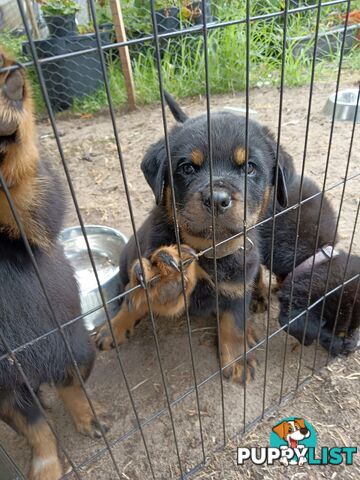 Rottweiler puppies