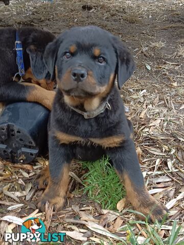 Rottweiler puppies