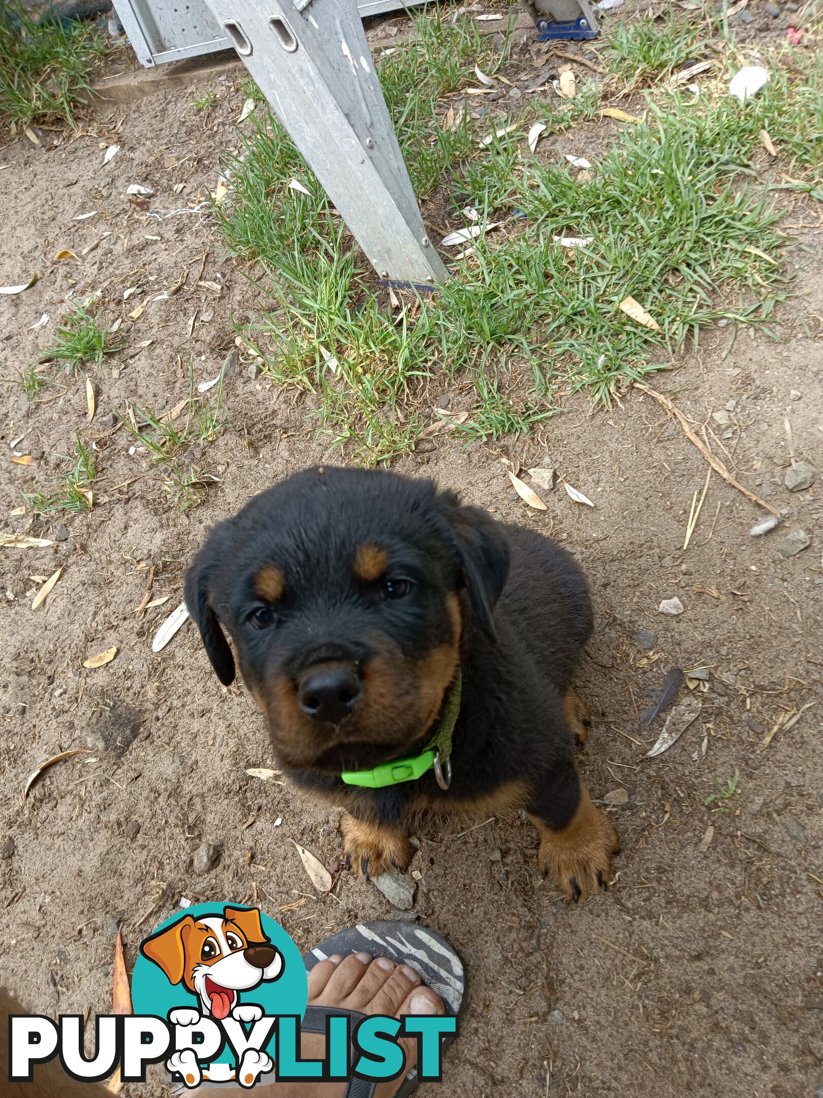 Rottweiler puppies