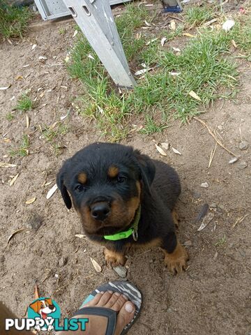 Rottweiler puppies