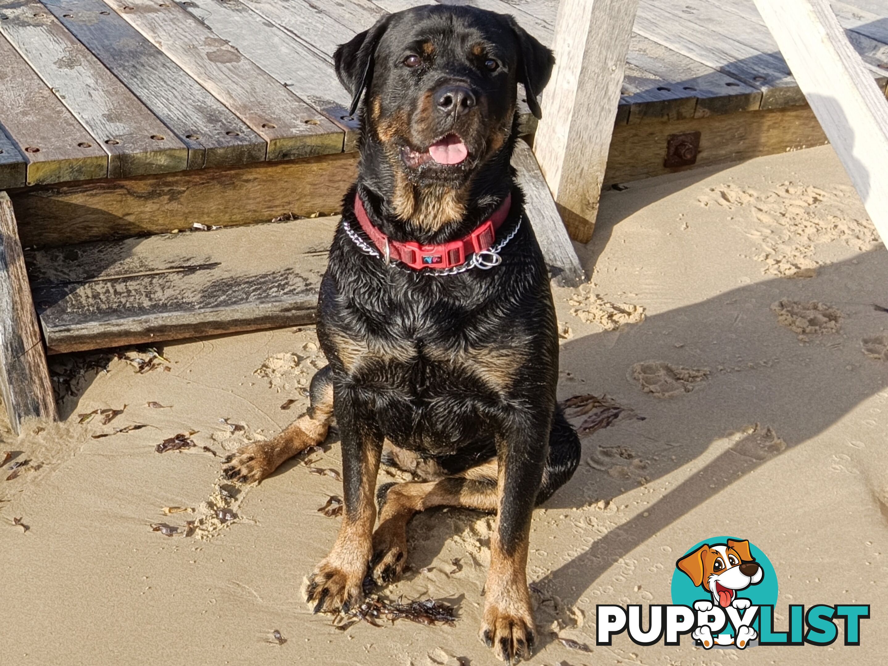 Rottweiler puppies