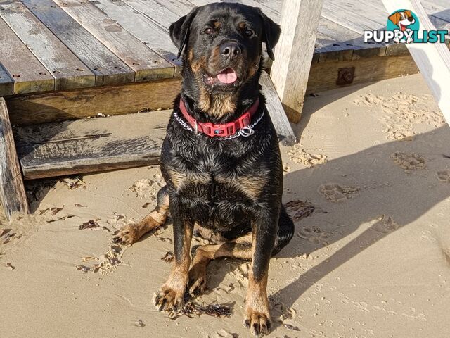 Rottweiler puppies