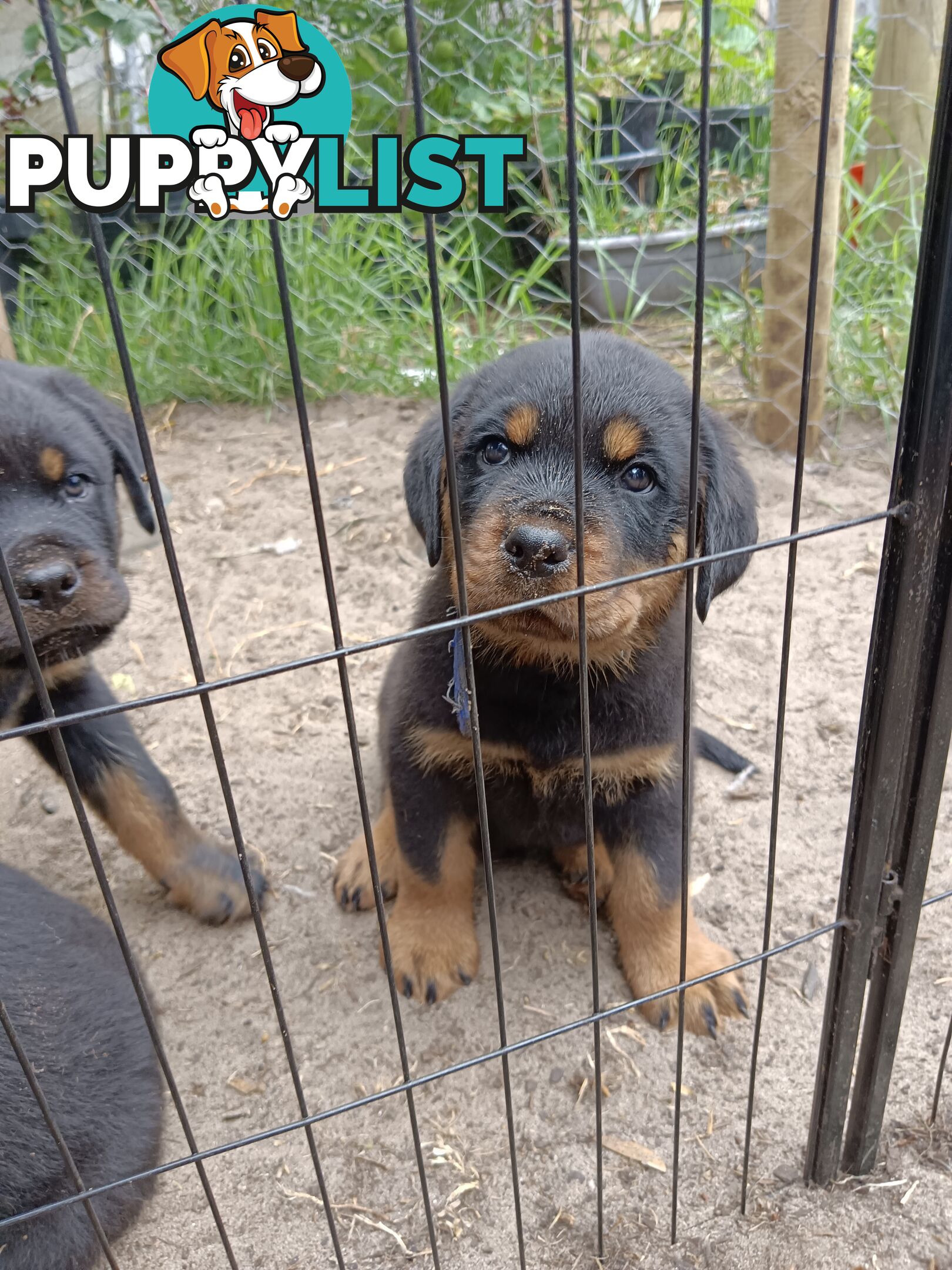 Rottweiler puppies