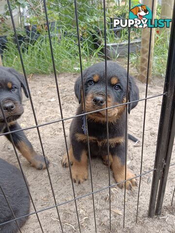 Rottweiler puppies