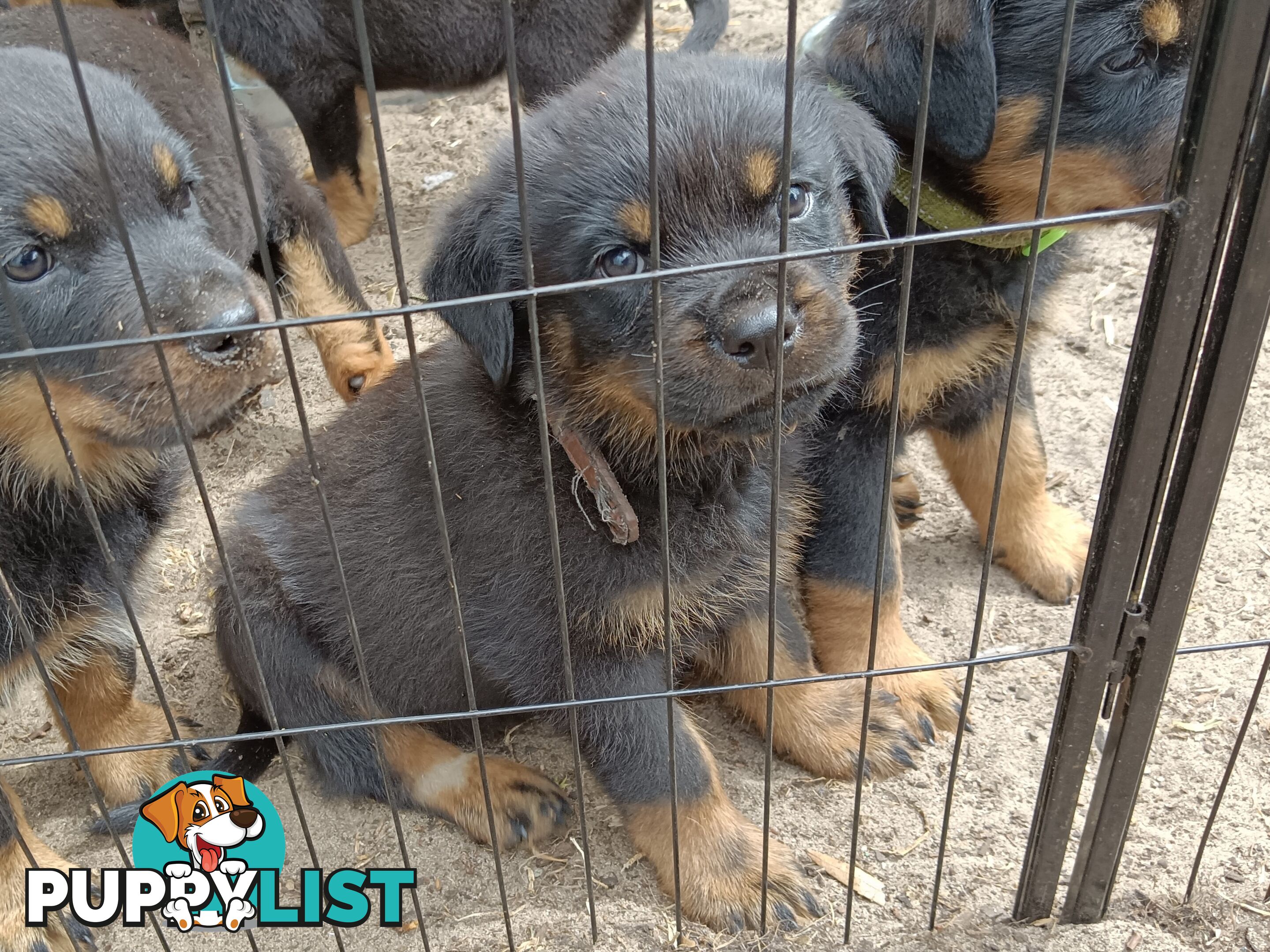 Rottweiler puppies