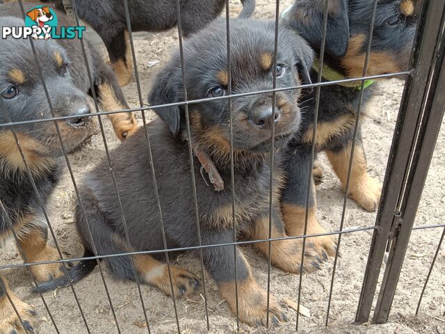 Rottweiler puppies