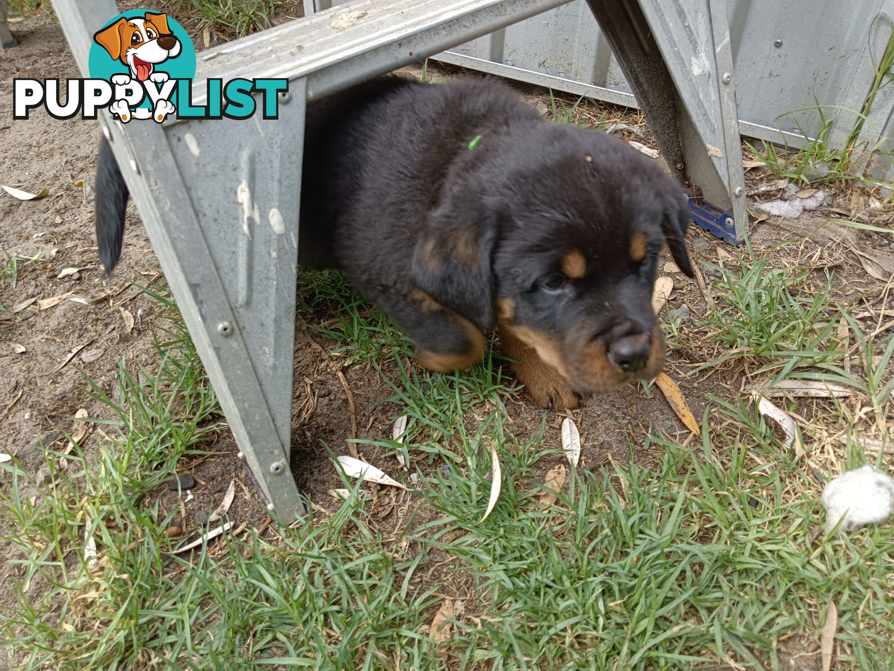 Rottweiler puppies