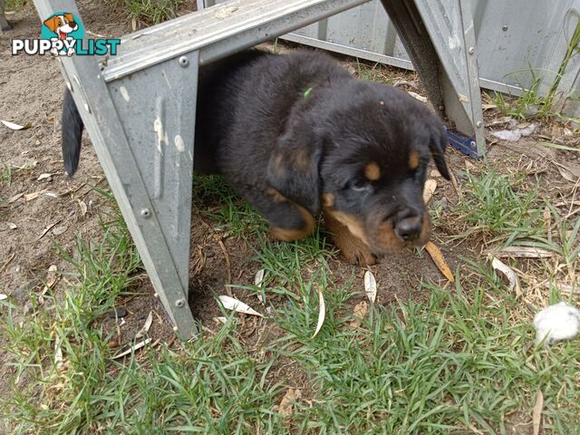 Rottweiler puppies