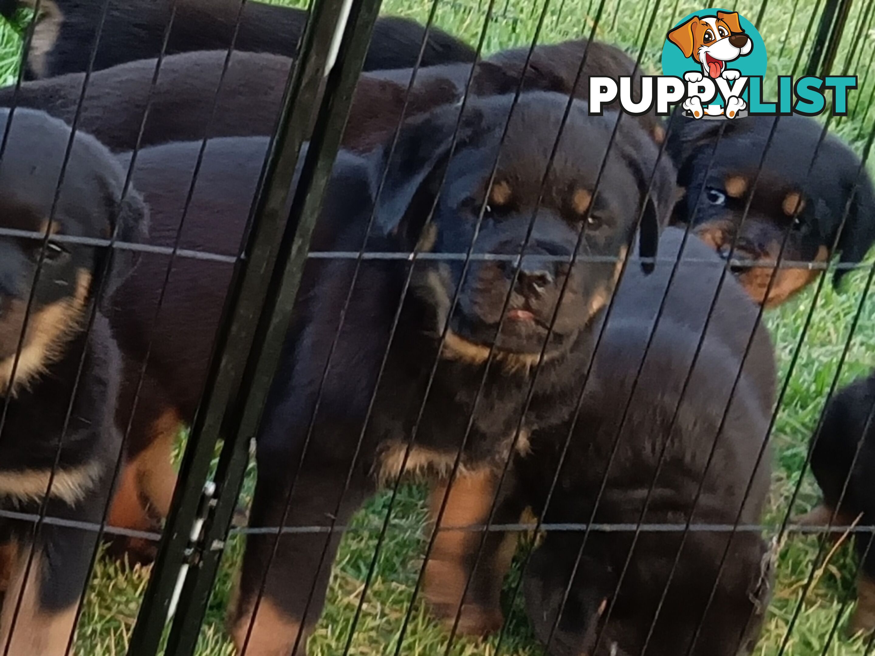 Rottweiler puppies